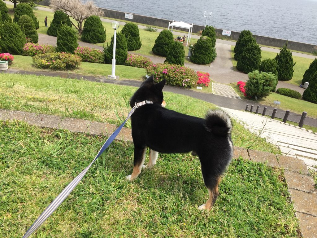 黒豆柴犬 うめ太 1歳3ヶ月 ドッグタイムレース 新浜港シンボルタワー