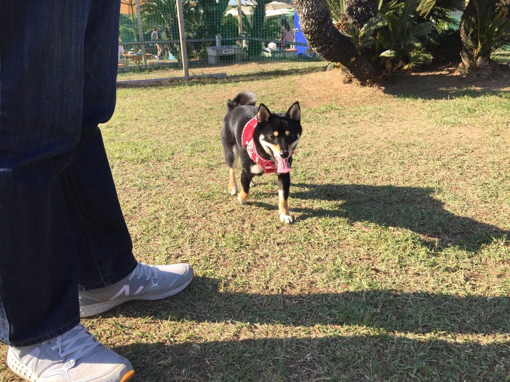 黒豆柴犬 うめ太 1歳3ヶ月 伊豆グランパル公園 ドッグラン
