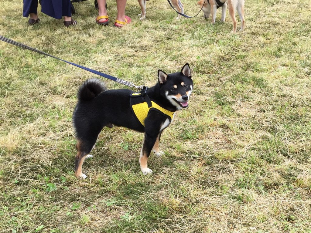黒豆柴犬 うめ太 1歳3ヶ月 日本犬祭り