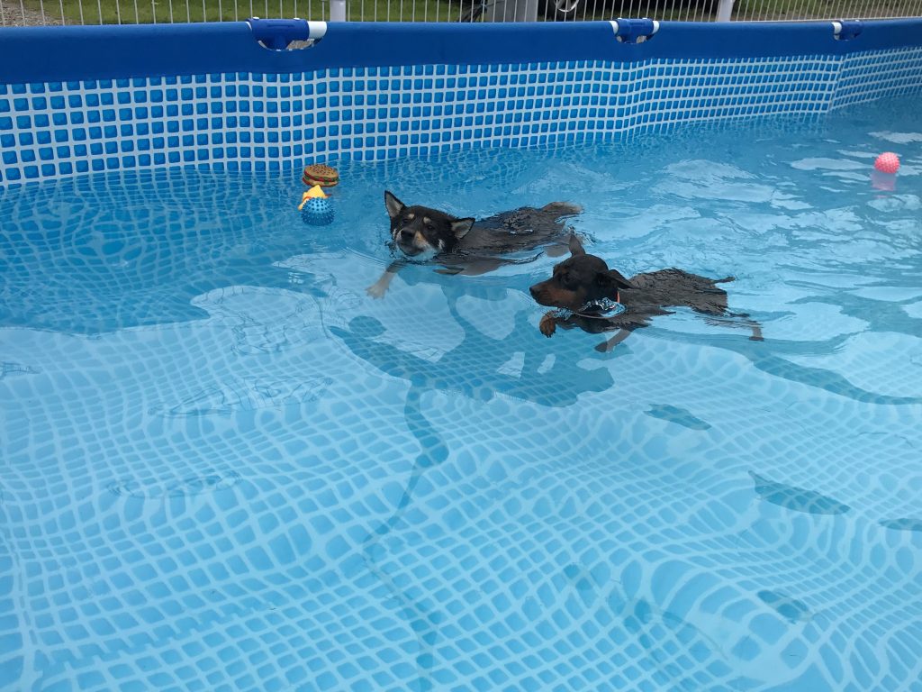 黒豆柴犬 うめ太 1歳4ヶ月 始めてのわんわん水泳教室 