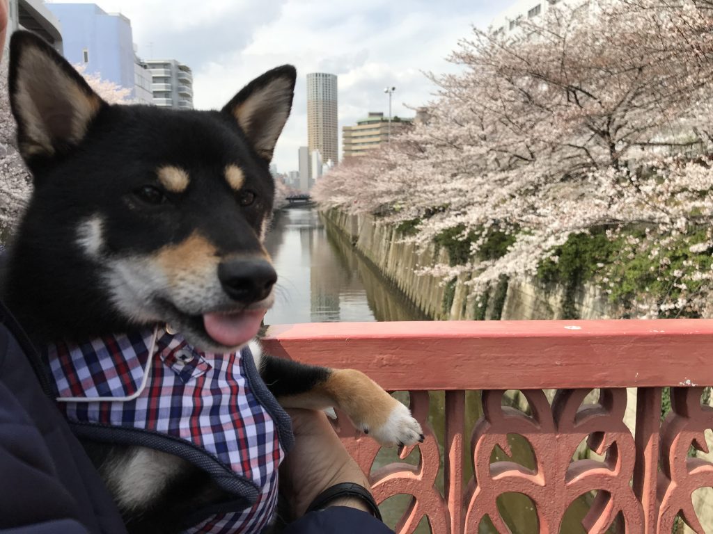黒豆柴犬 うめ太 ２歳2ヶ月 目黒川沿いの桜