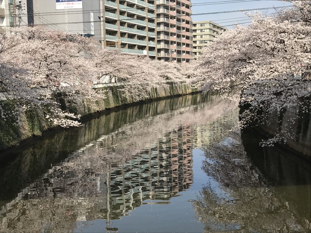 黒豆柴犬 うめ太 ２歳2ヶ月 目黒川沿いの桜
