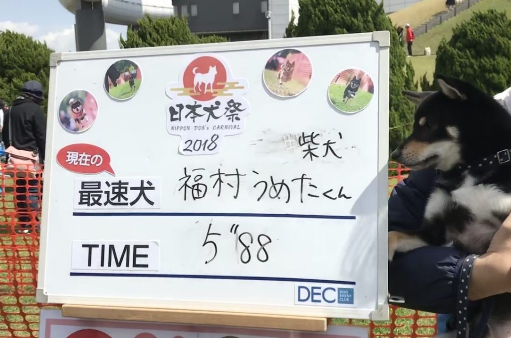 黒豆柴犬 うめ太 ２歳2ヶ月 日本犬祭2018
