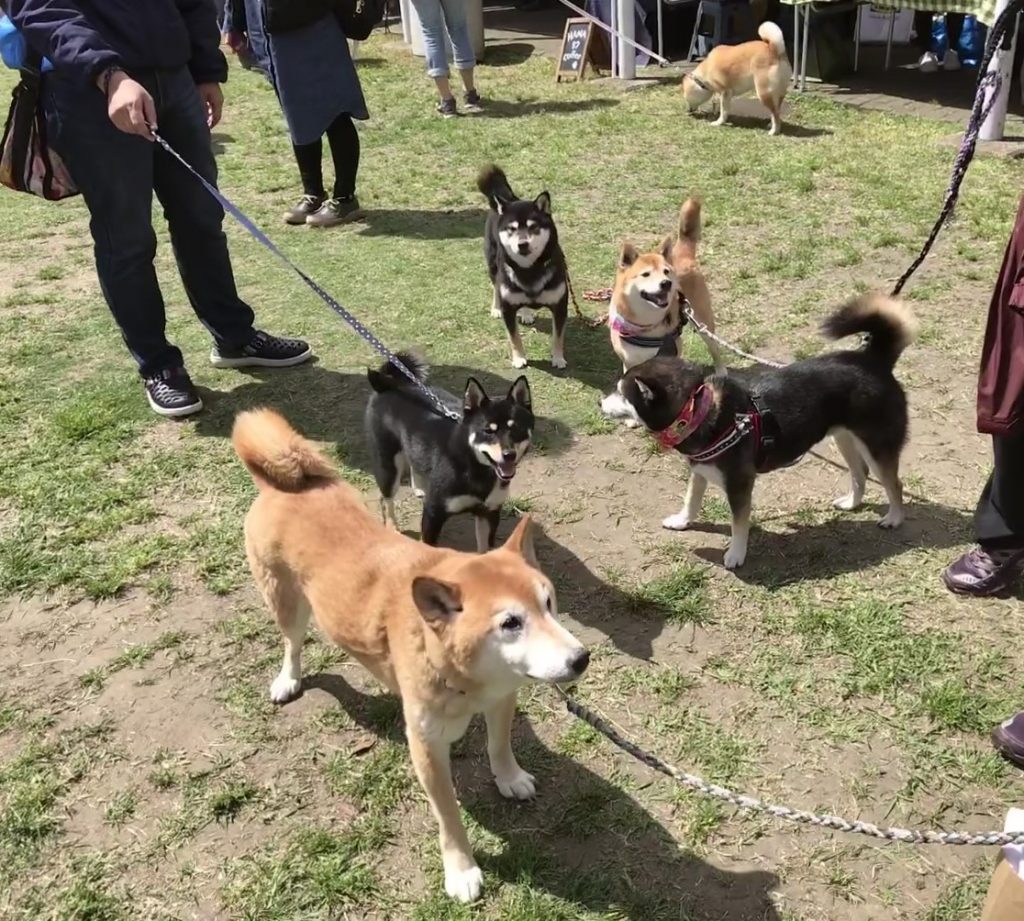 黒豆柴犬 うめ太 ２歳2ヶ月 日本犬祭2018